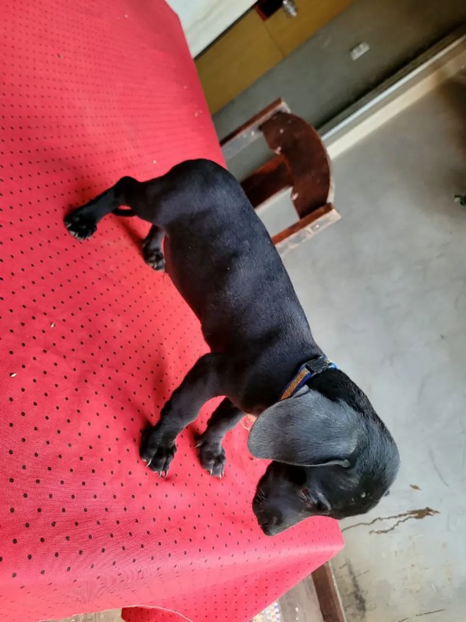 Cachorro salsicha 