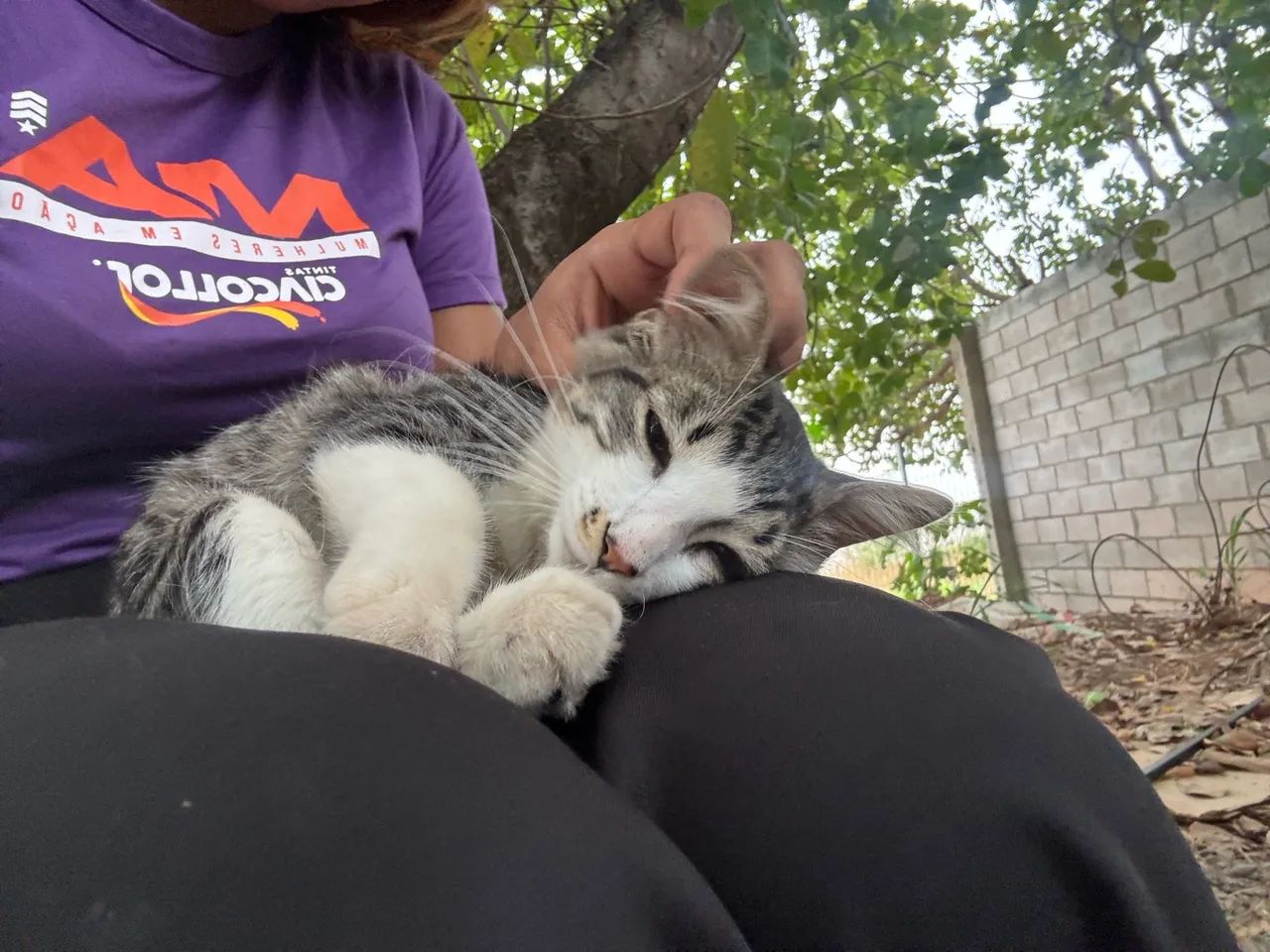 Gato  - Foto 2