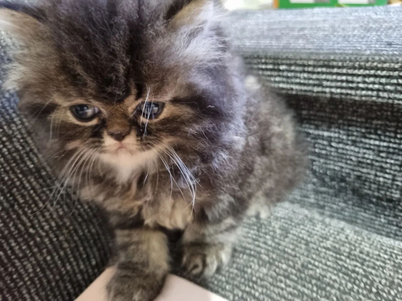 Gatos Persa disponíveis 12x 110 - Foto 4