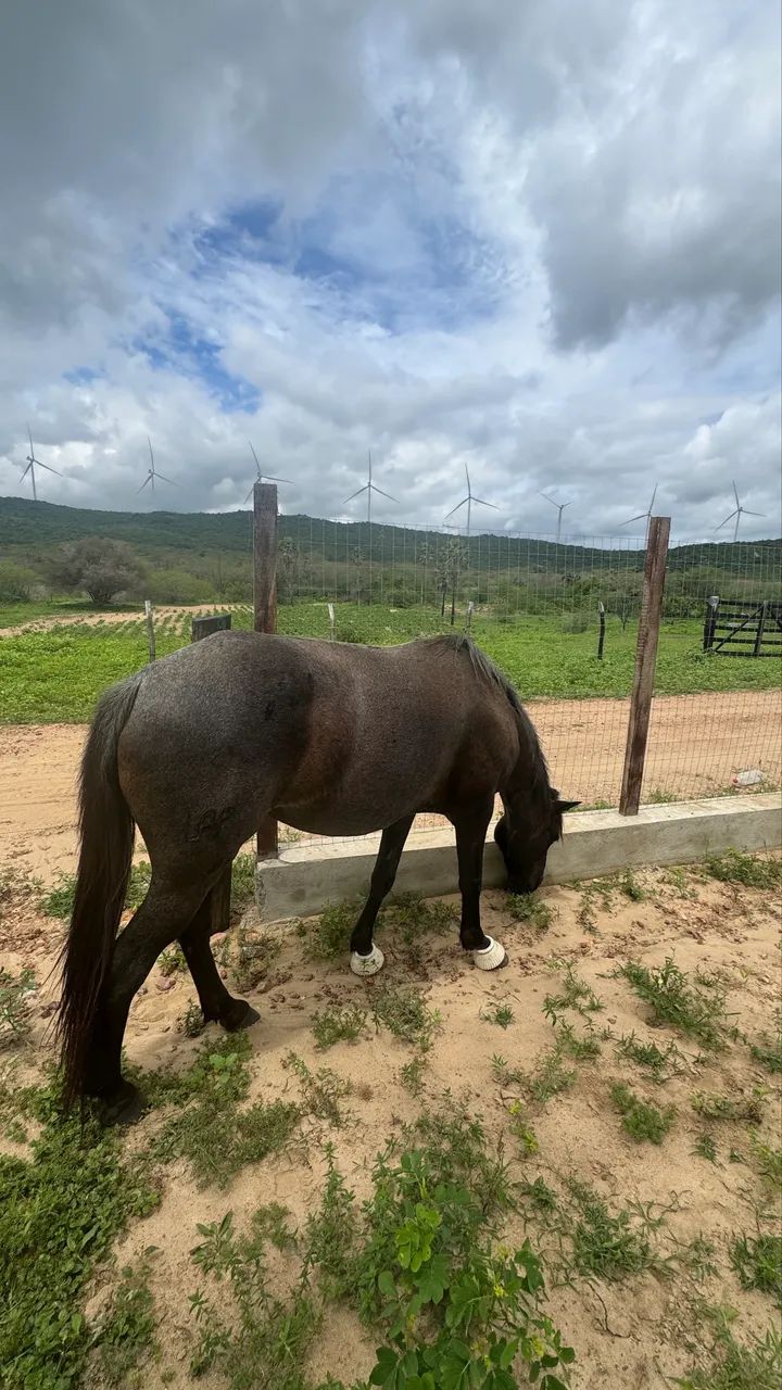 Cavalo  - Foto 2