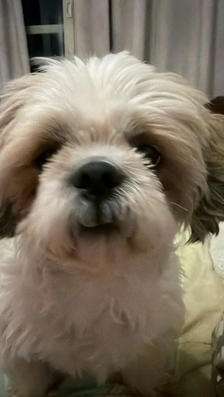 Vendo cachorro doce shih tag - Foto 5