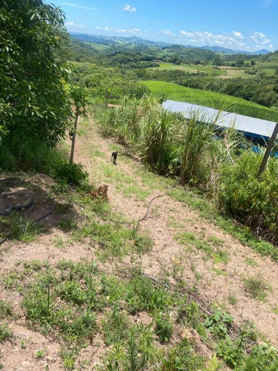 Sitio 8.8 Hectare. 990.000 mil - Foto 4