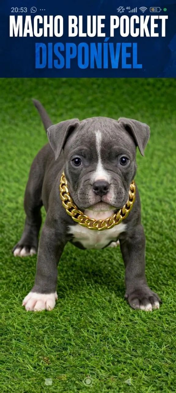 American Bully 