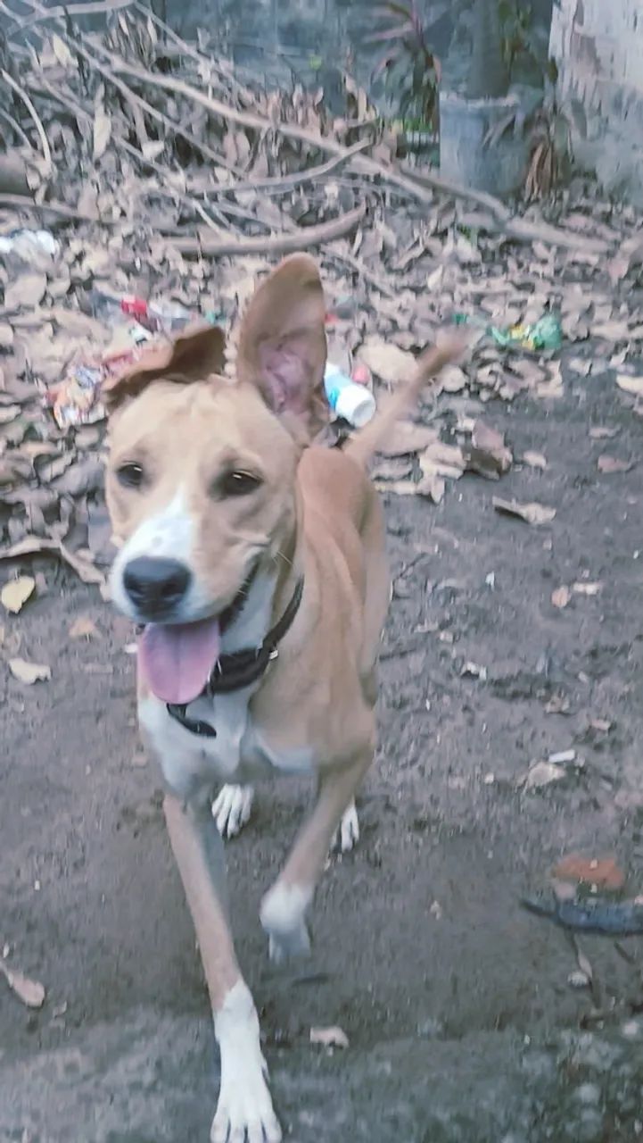 Adoção responsável  - Foto 2