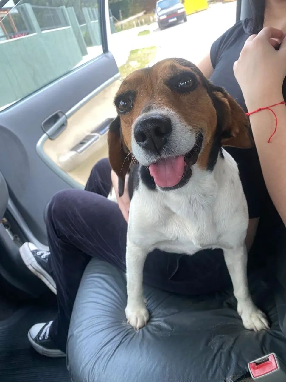 Doação de cão. - Foto 2