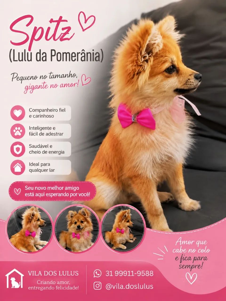 Spitz alemão 
