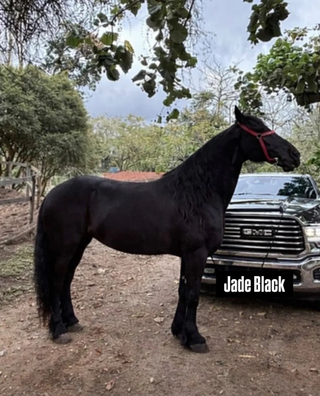 Potro no Desmame  - Foto 4