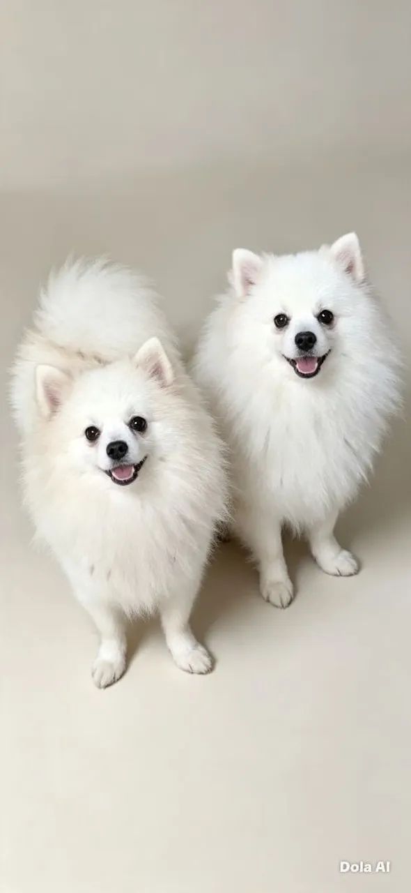Spitz Alemão Macho - Foto 2