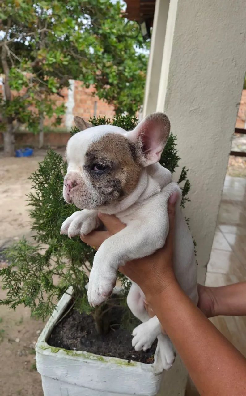 Filhote buldogue francês macho 