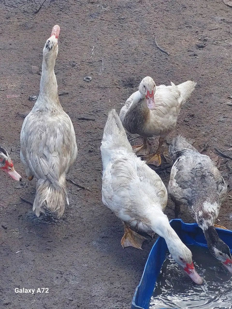 Patos para engorda  - Foto 4