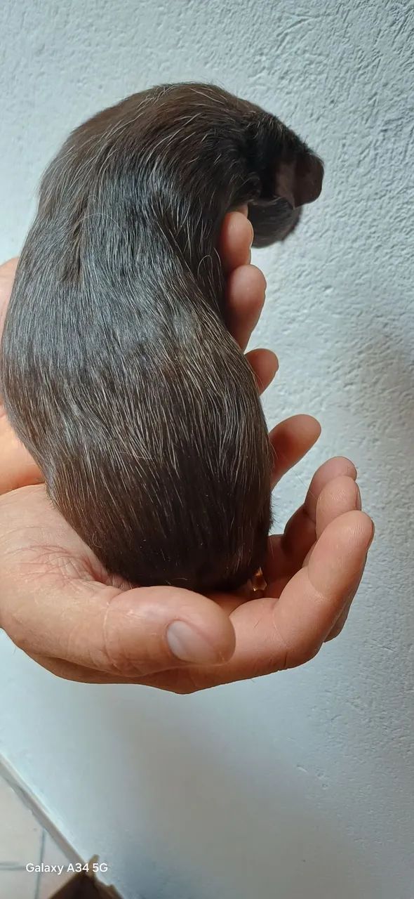 Porquinho da Índia Filhote  - Foto 4