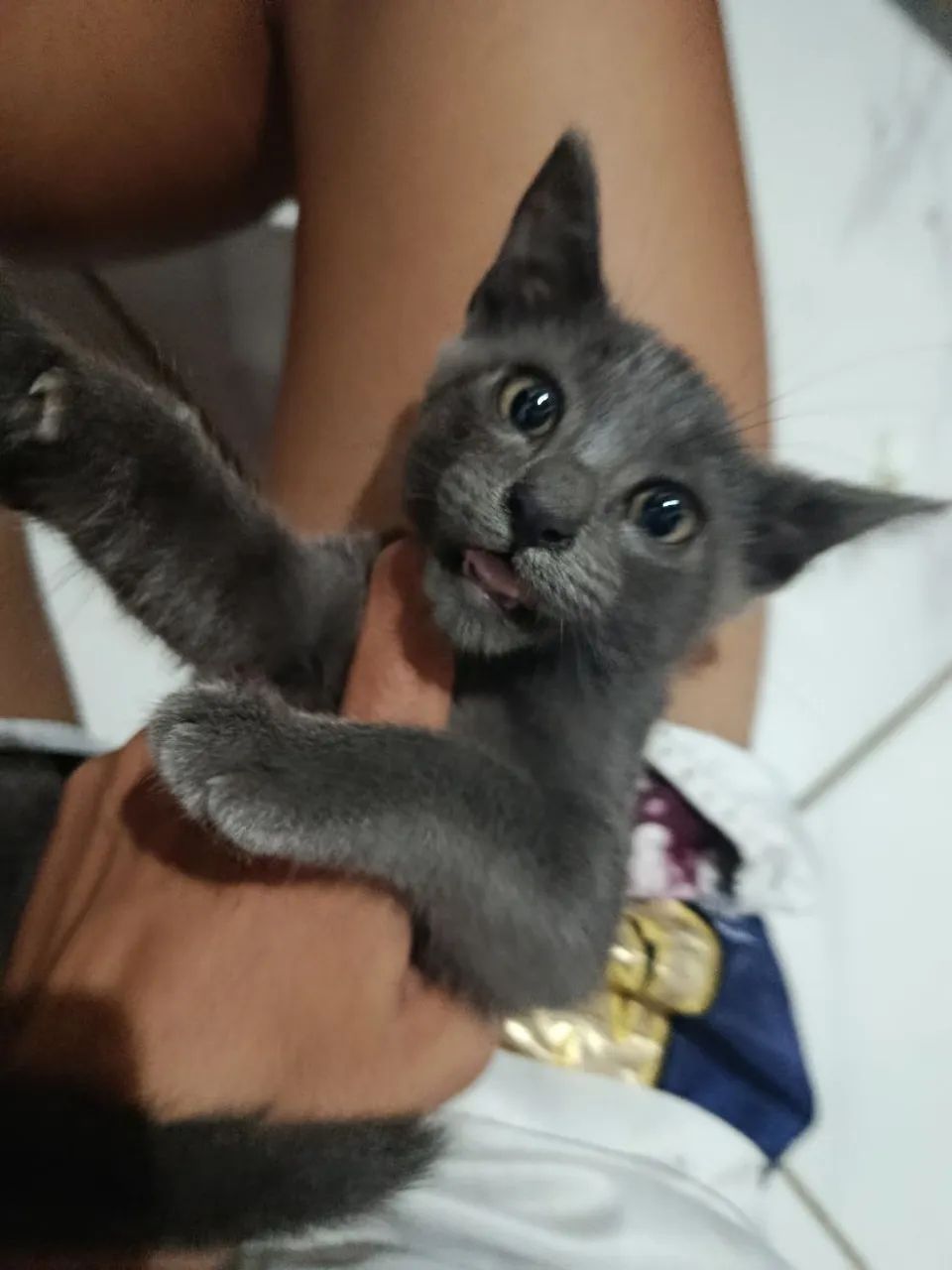 Adota-se Gatinhas - Foto 3