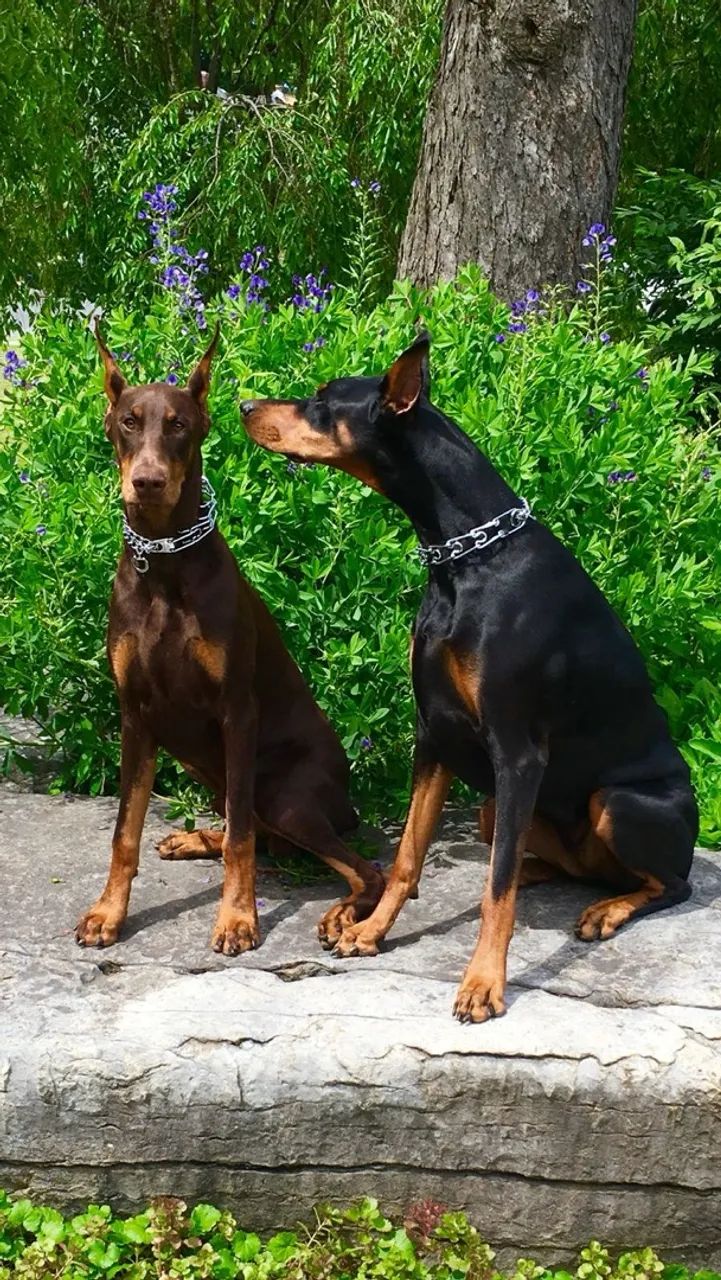 Filhote de Doberman - Foto 4