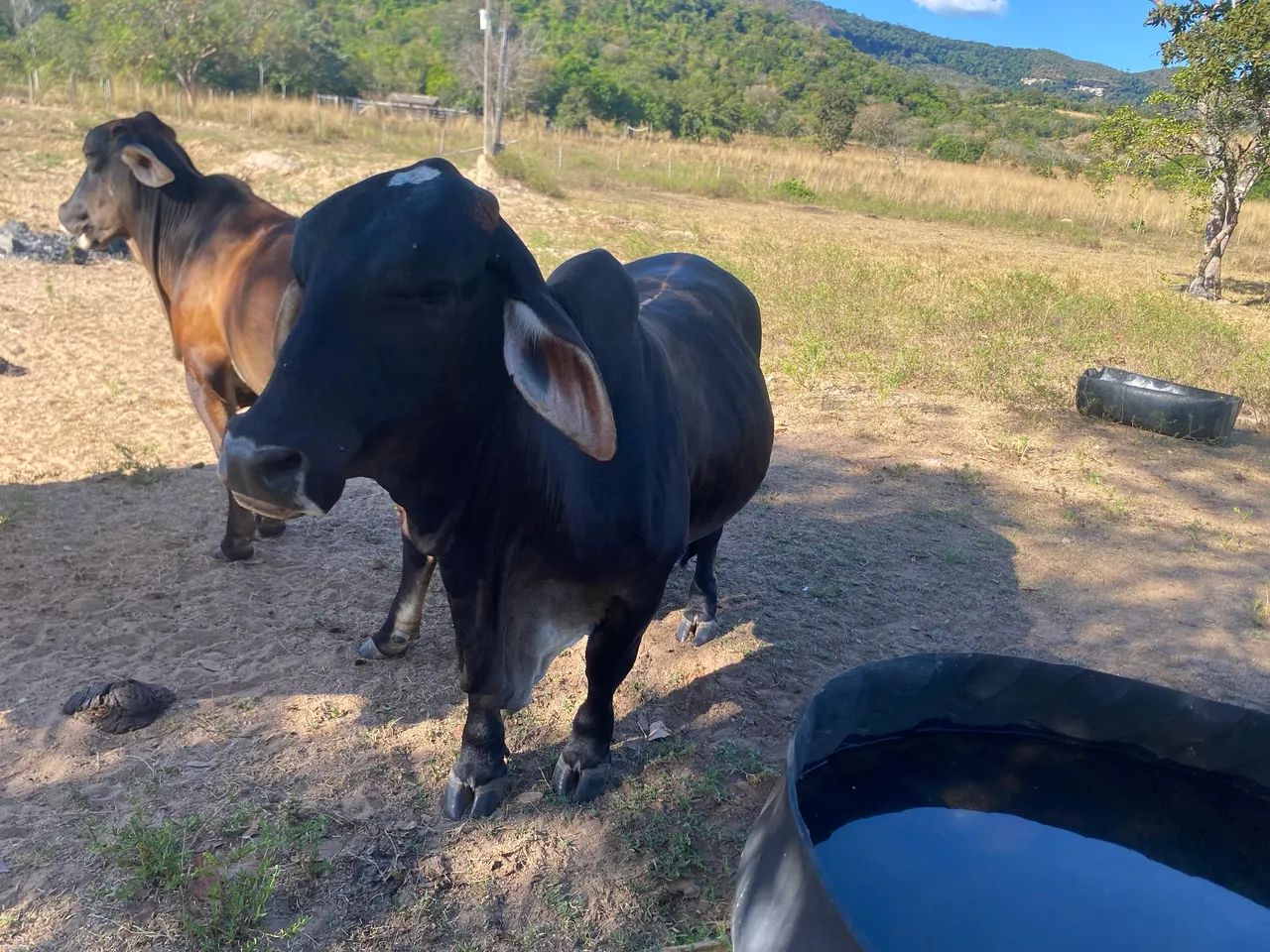 Vaca pequena - Foto 3