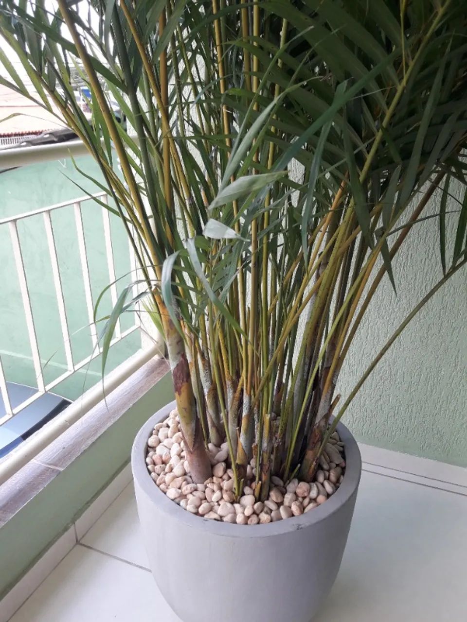 Vaso e plantas  - Foto 3