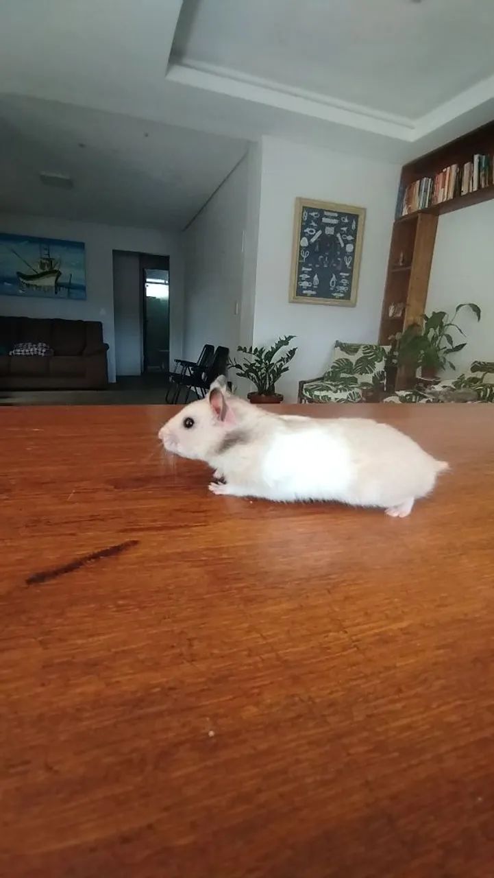 Hamster Sirios filhotes  - Foto 4