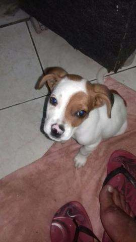Cão de raça
