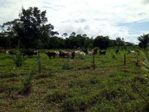 Fazenda 250hectares (pra vender urgente) - Foto 20