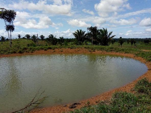 Fazenda 250hectares (pra vender urgente) - Foto 18