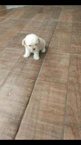 Micro poodle 31982342391