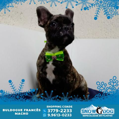 Bulldog Francês Macho - Tigrado - Snow Dog Shopping Cidade