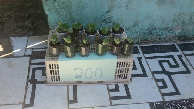 Plantas medicinas - Foto 2