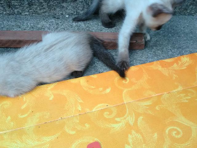 Doação de gatos - Foto 2