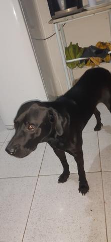Labrador - Foto 4