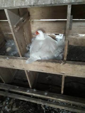 Patos adultos