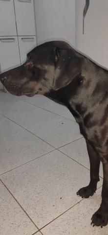 Labrador - Foto 2