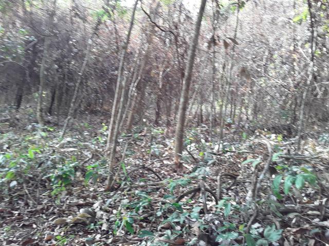 Vendo uma cachará verdi toda bosquêada - Foto 5