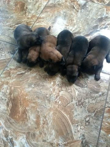 Vendo lindos filhotes de pastor alemão da rasa malinoar