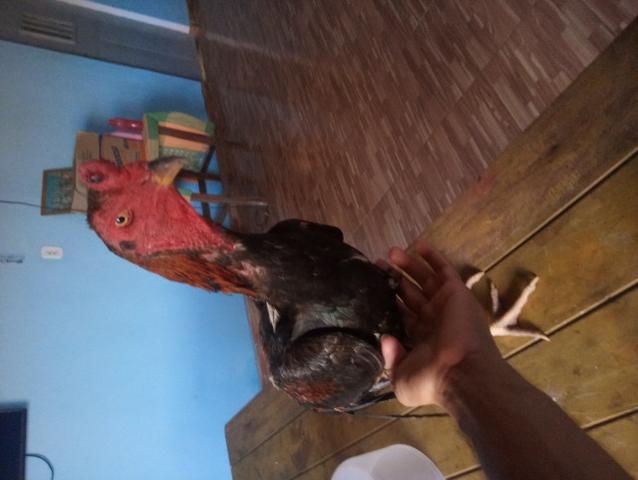 Vendo galo ra chamo - Foto 3