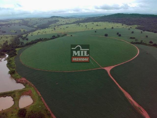 Área irrigada ( pivo central ) Fazenda 68 alqueires ( 333 hectares ) Morrinhos-GO - Foto 2