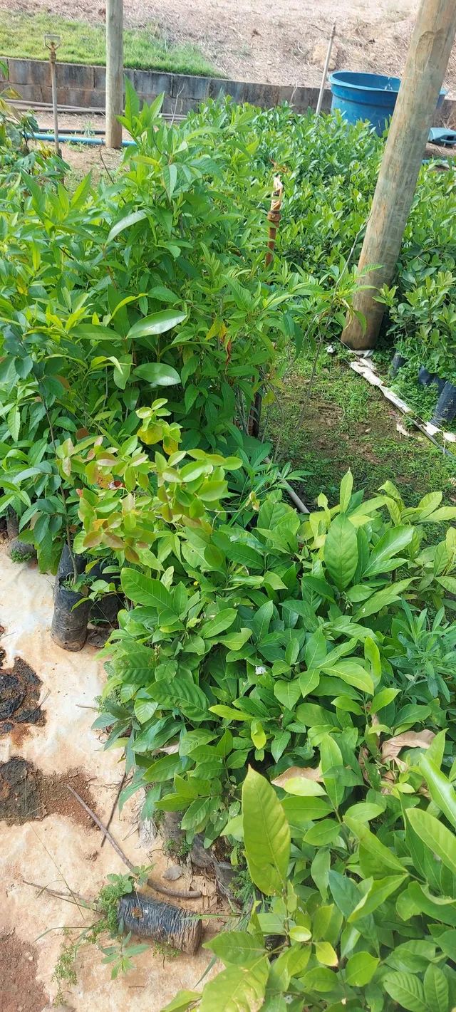 Mudas nativas do cerrado - Foto 4