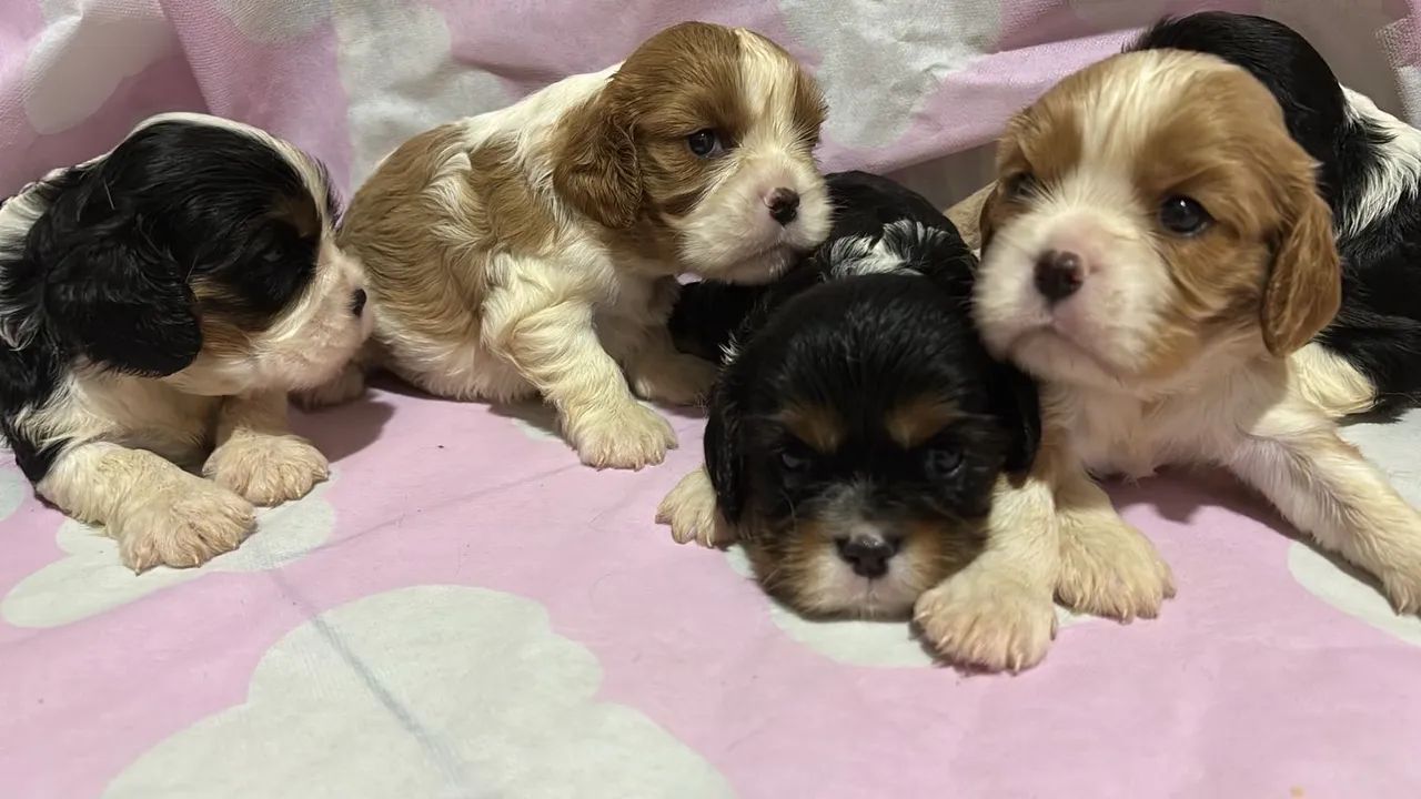 Filhotes de Cavalier King Charles Spaniel - Foto 3
