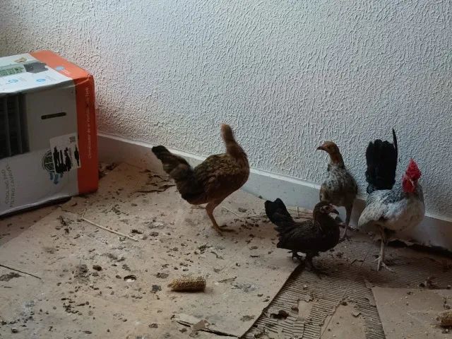 MINI GARNIZÉ  - Foto 2