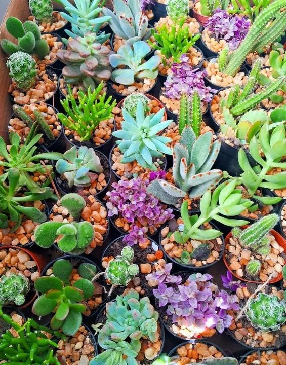 Suculentas atacado e varejo