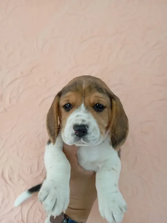 Beagle tricolor