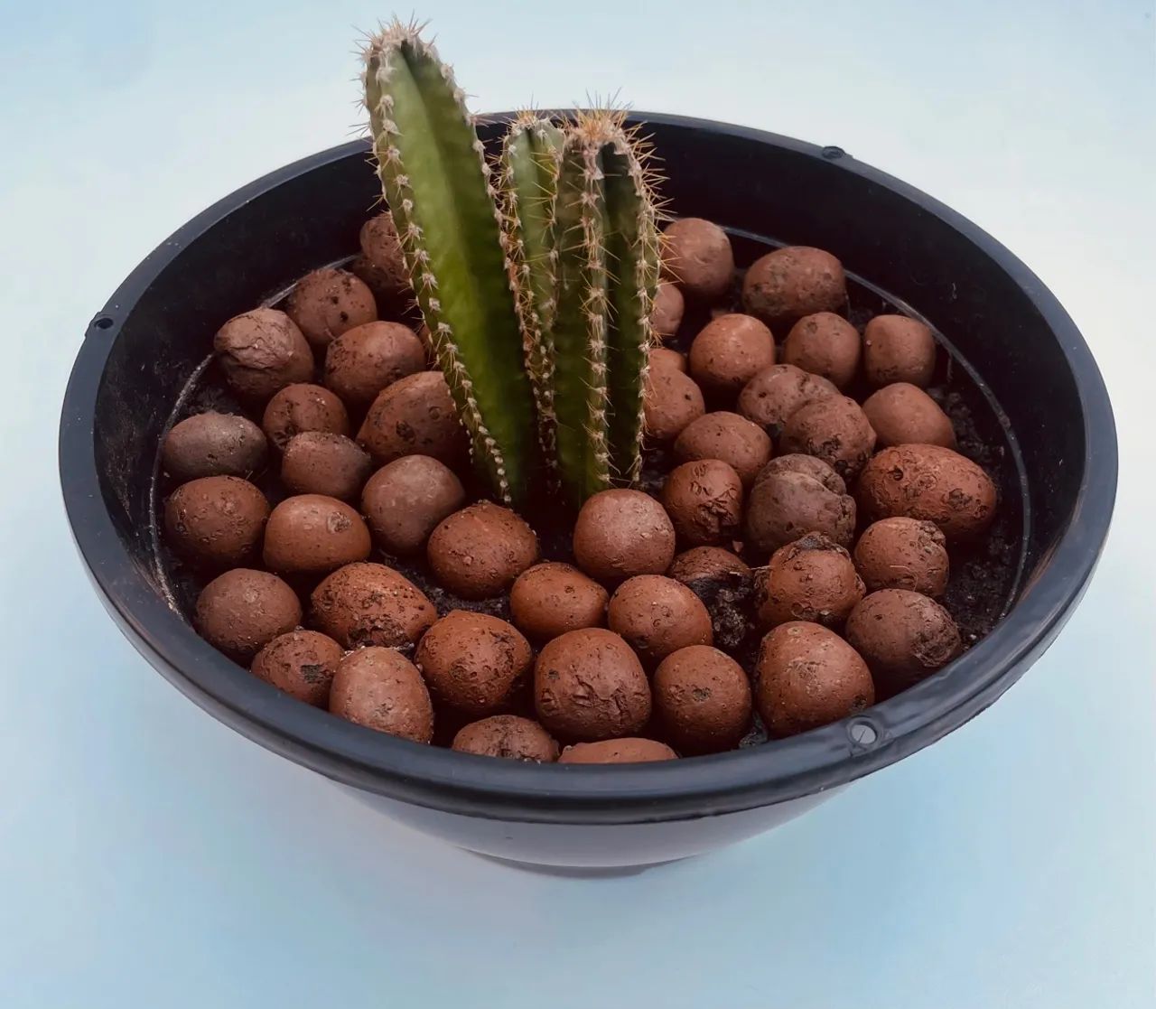 Planta Cacto - Foto 5