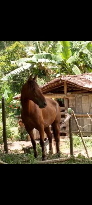 Cavalo marcha Batida para venda - Foto 5