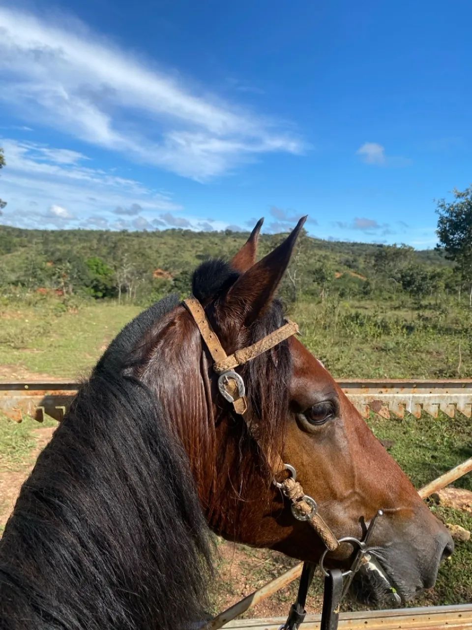 Cavalo castrado com potencial de pista