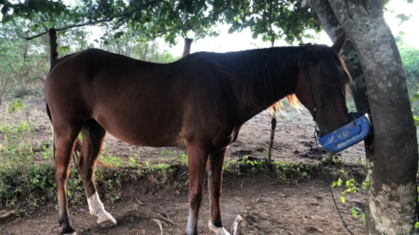 VENDO CAVALO DE DIREITA ?Vaquejada ?