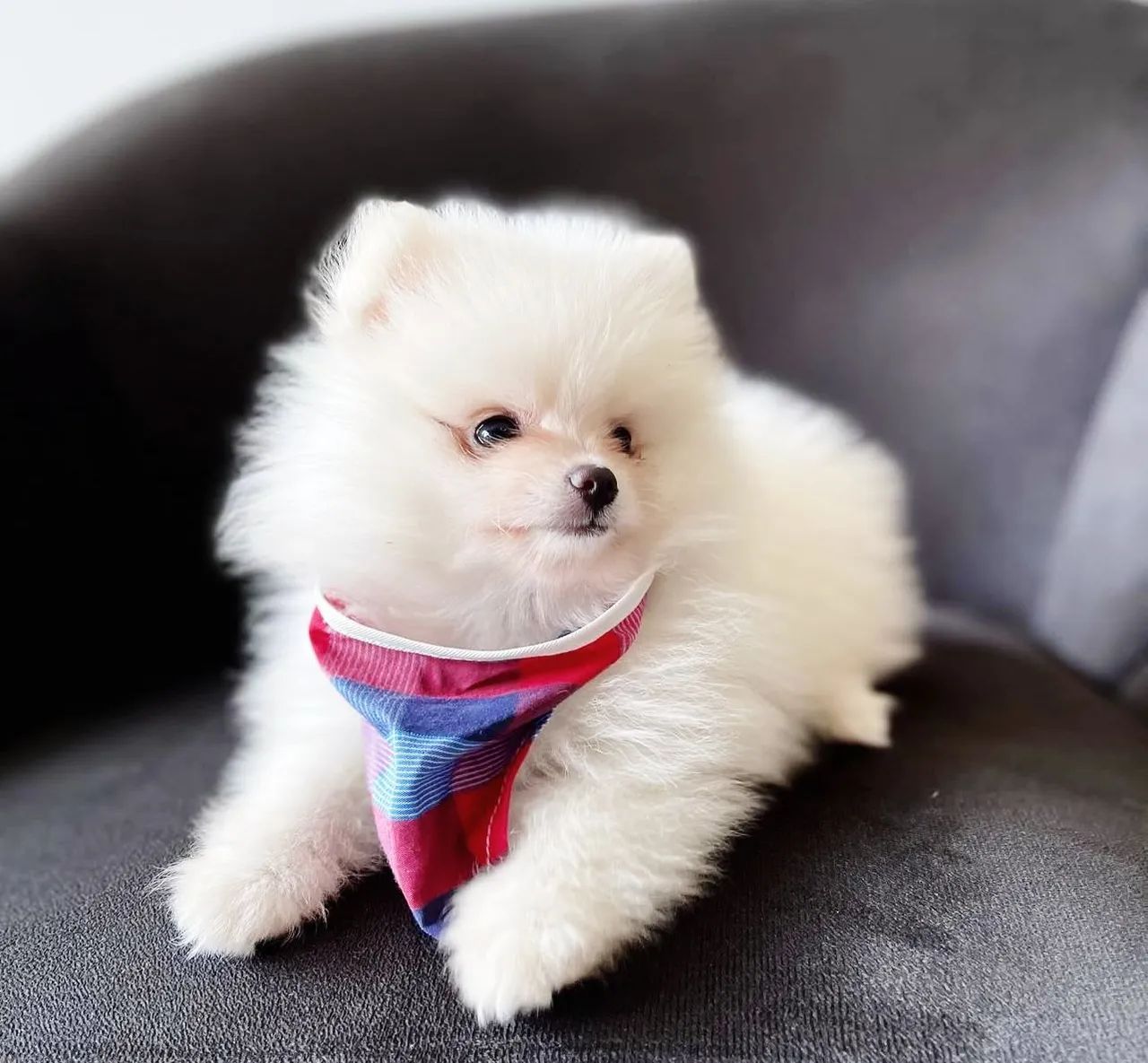 Lulu da pomerania 