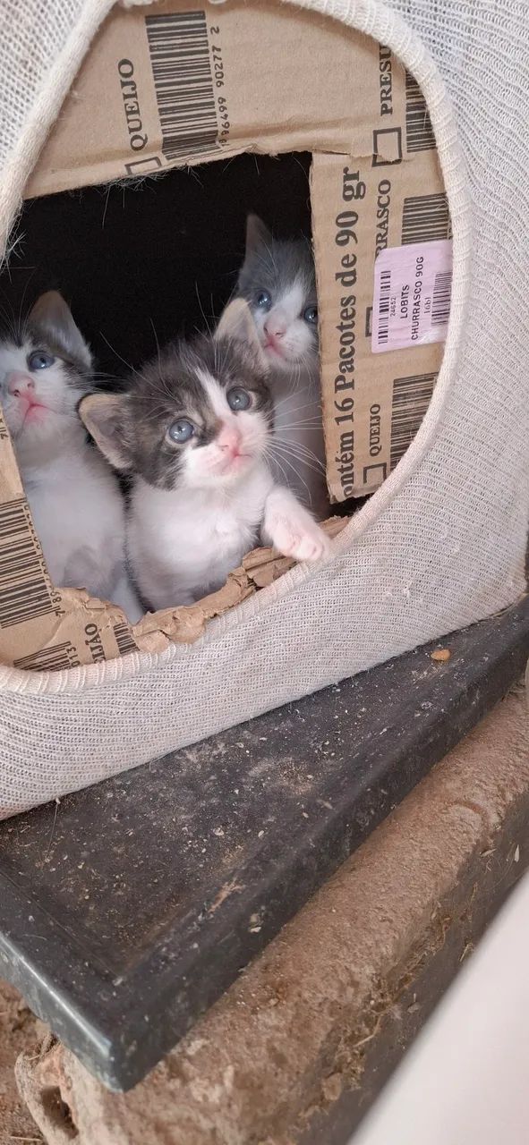 Doa-se gatinhos  machos 
