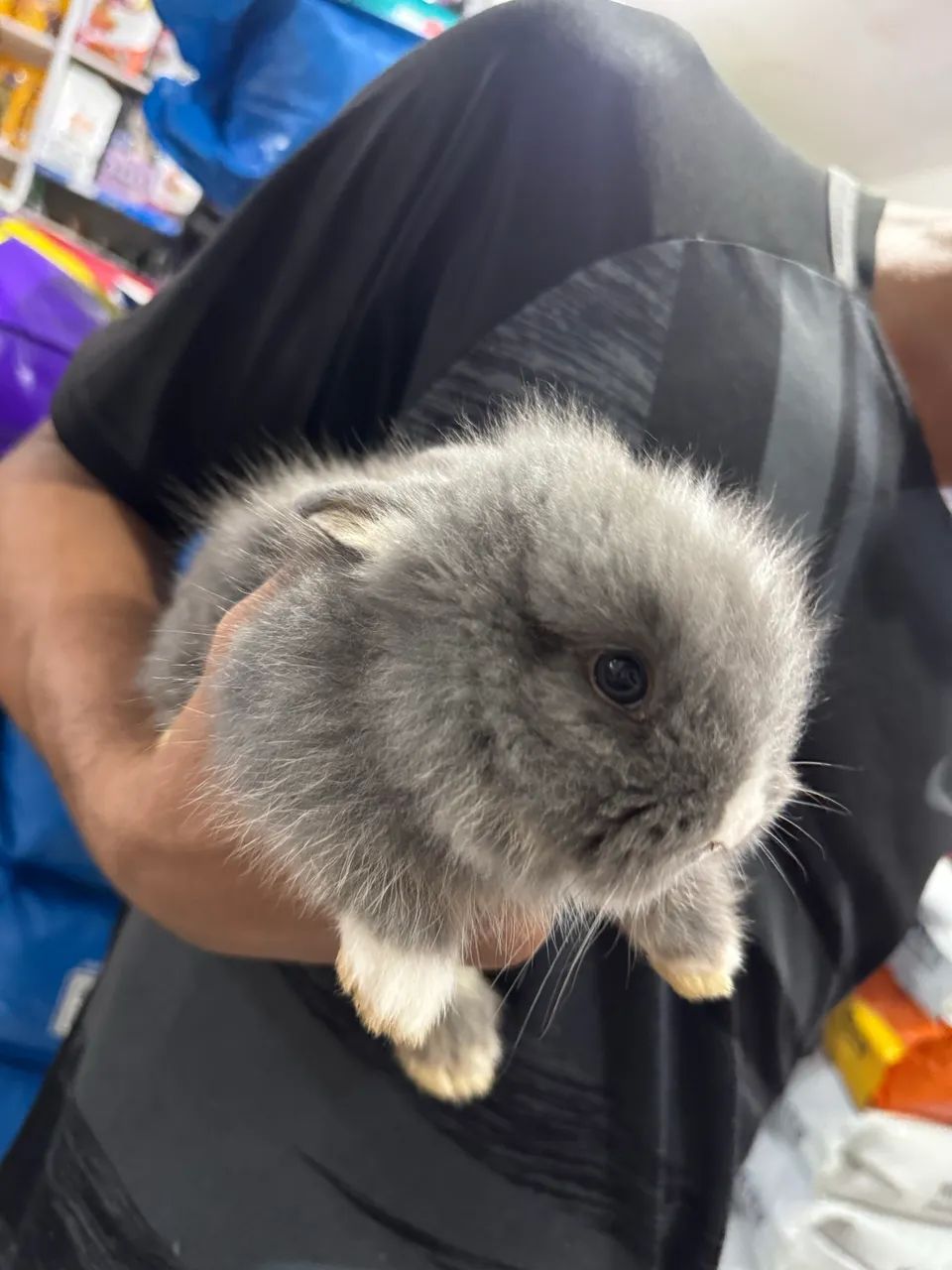 coelho mini  - Foto 2