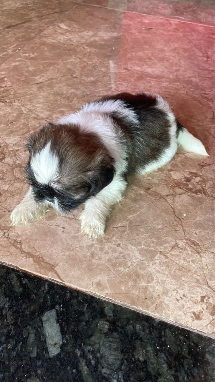 Filhotes de Shih Tzu à Venda - Foto 4
