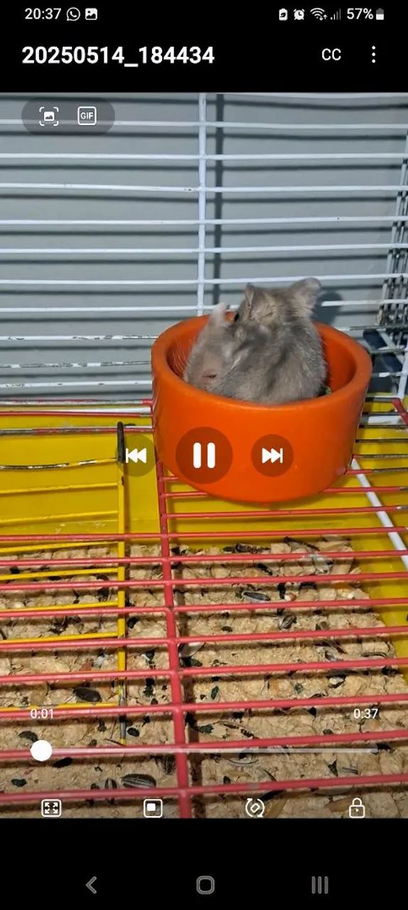 Hamster anão russo  - Foto 3