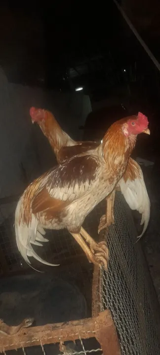 Galo, galinha caipira