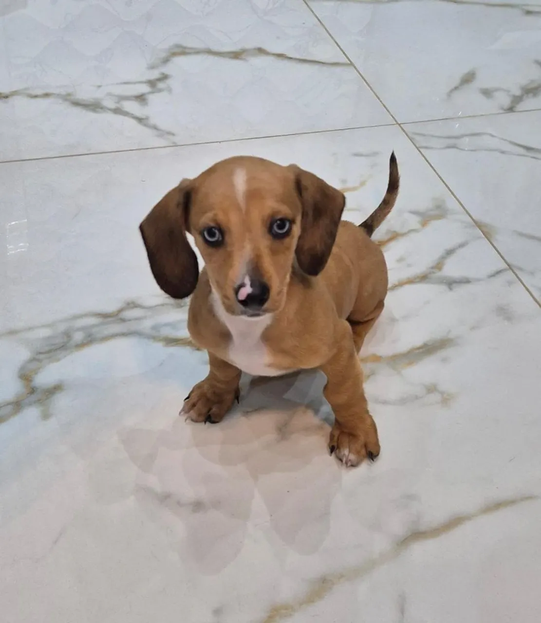 Filhote de Dachshund - Um amor em miniatura!